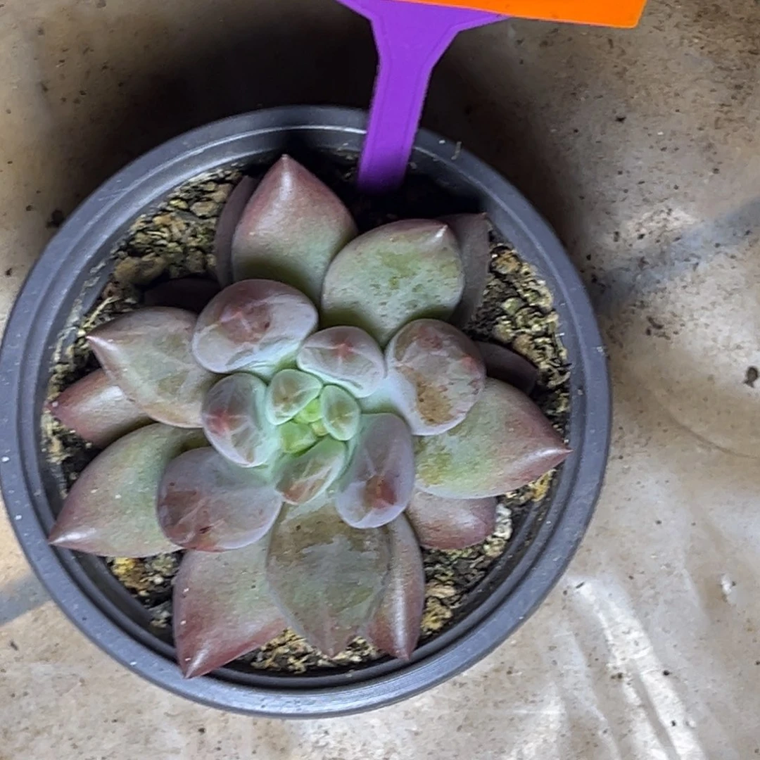 多肉植物水晶球544