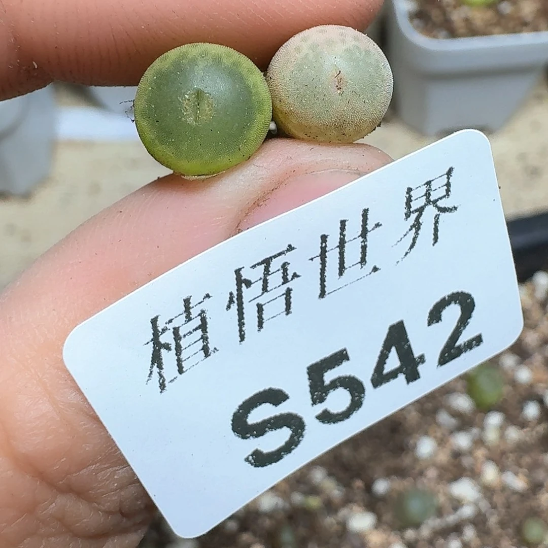 542号多肉植物哇唧唧v