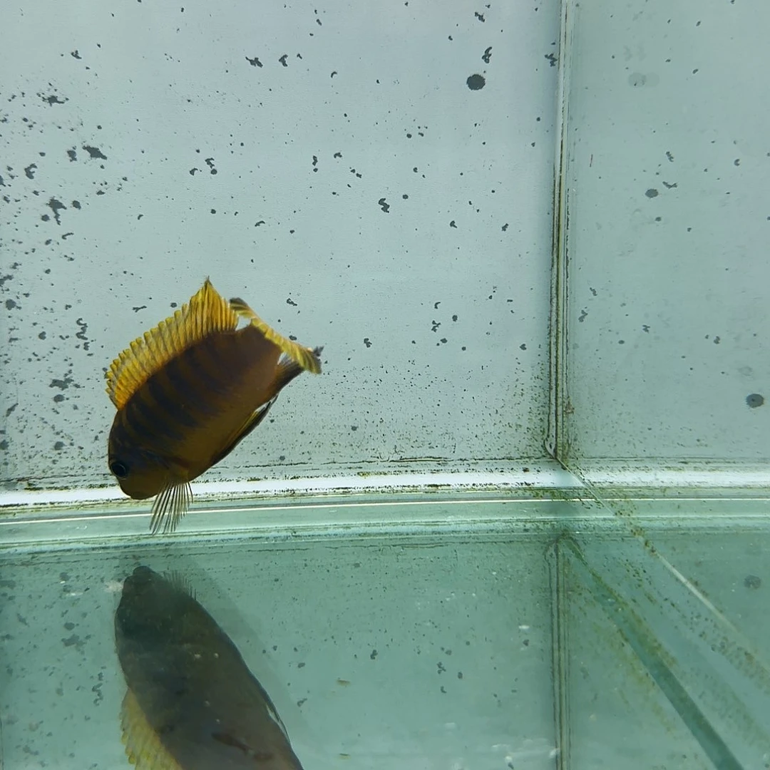 海水1090麒麟斑马。