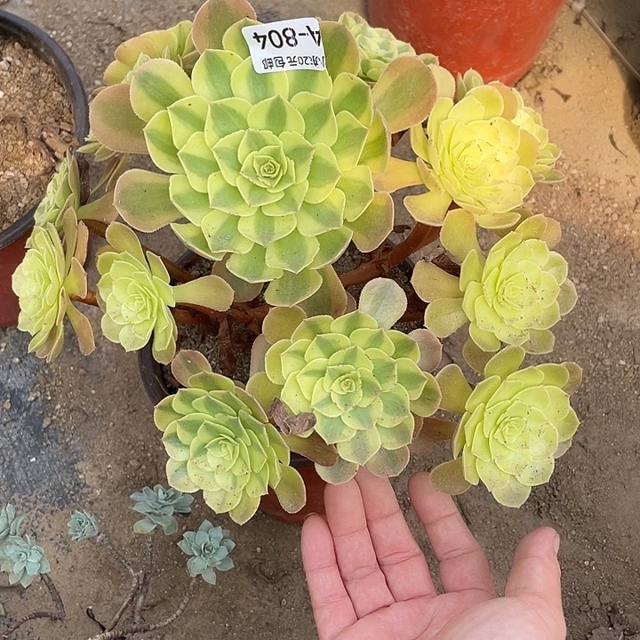 804雨荷多肉植物法师