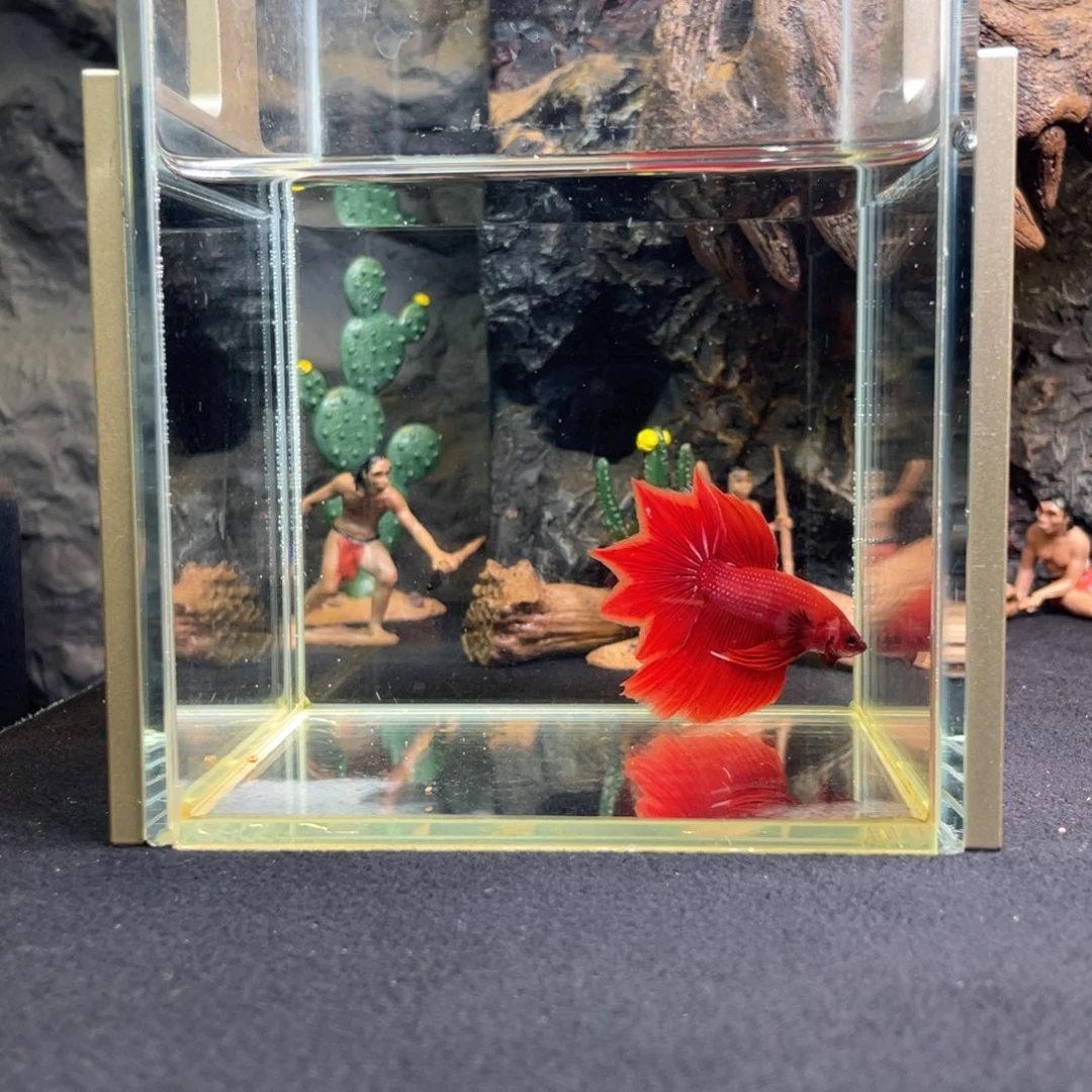 斗鱼十一月四日竞价