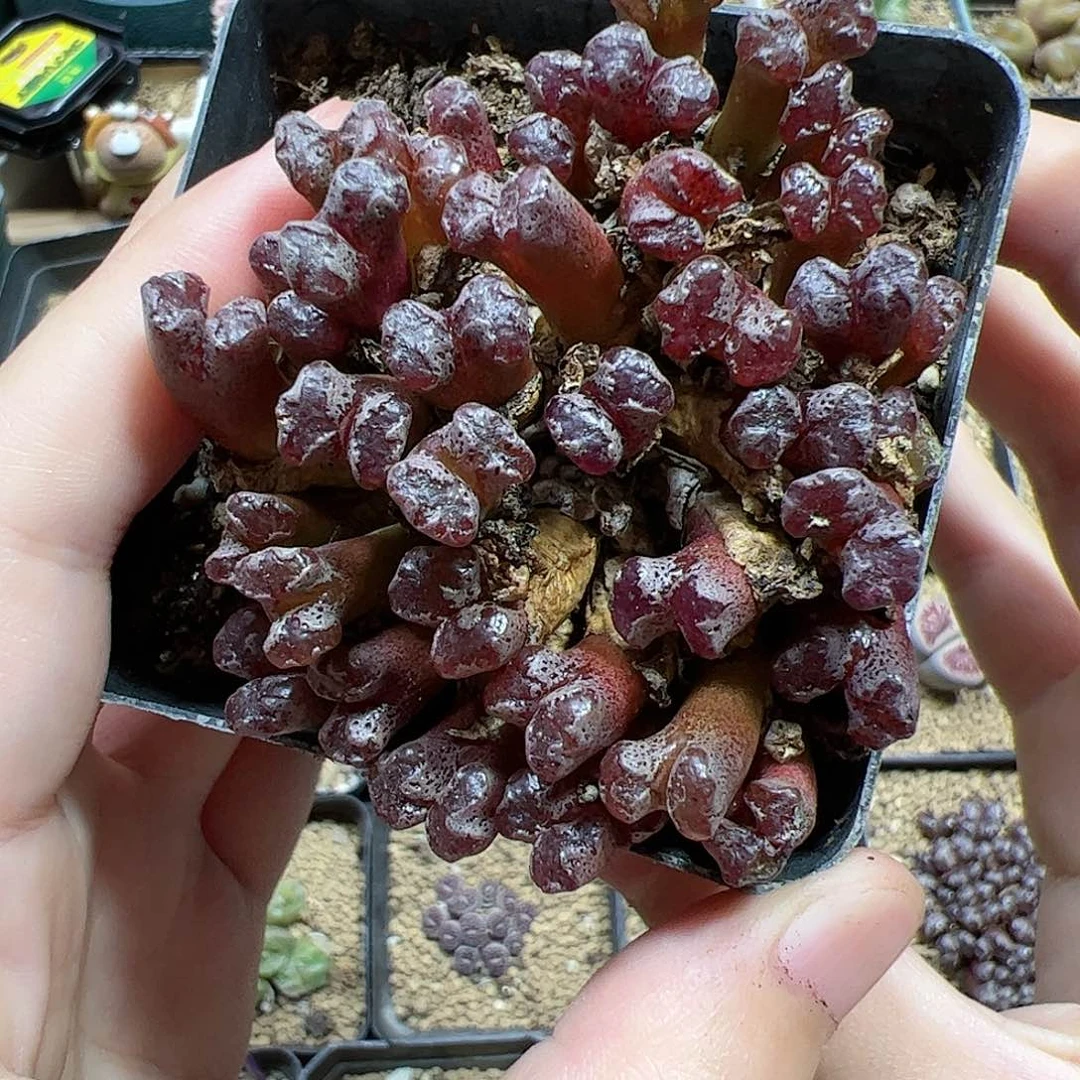 【闪购商品】174 福利