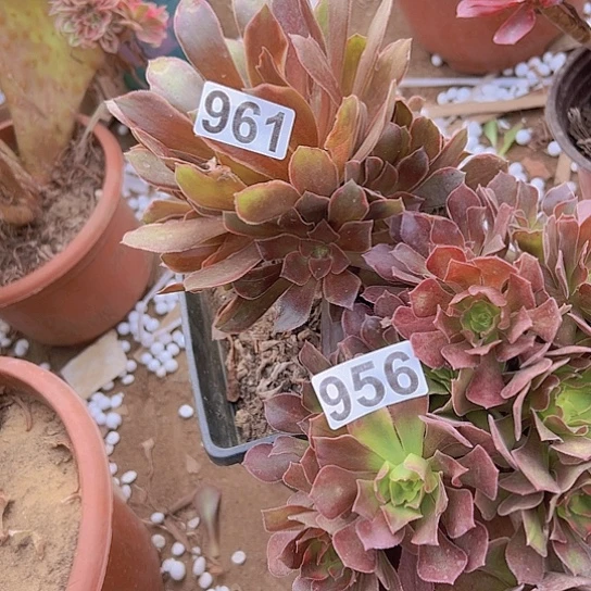 水***流多肉植物两个有伤