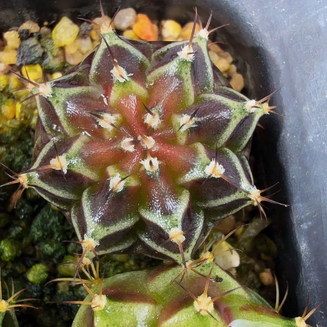 当前无花朵，栽培后可花朵