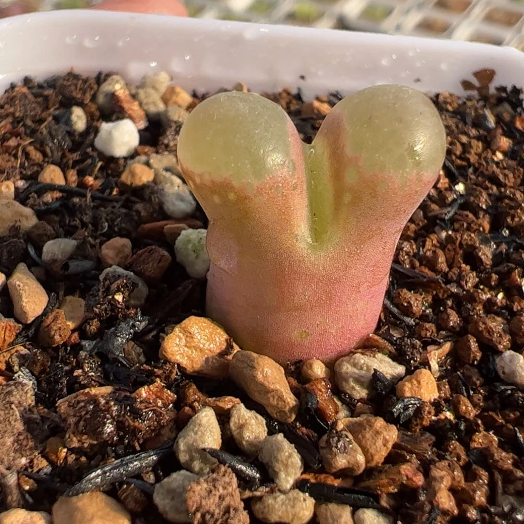 482多肉植物百科