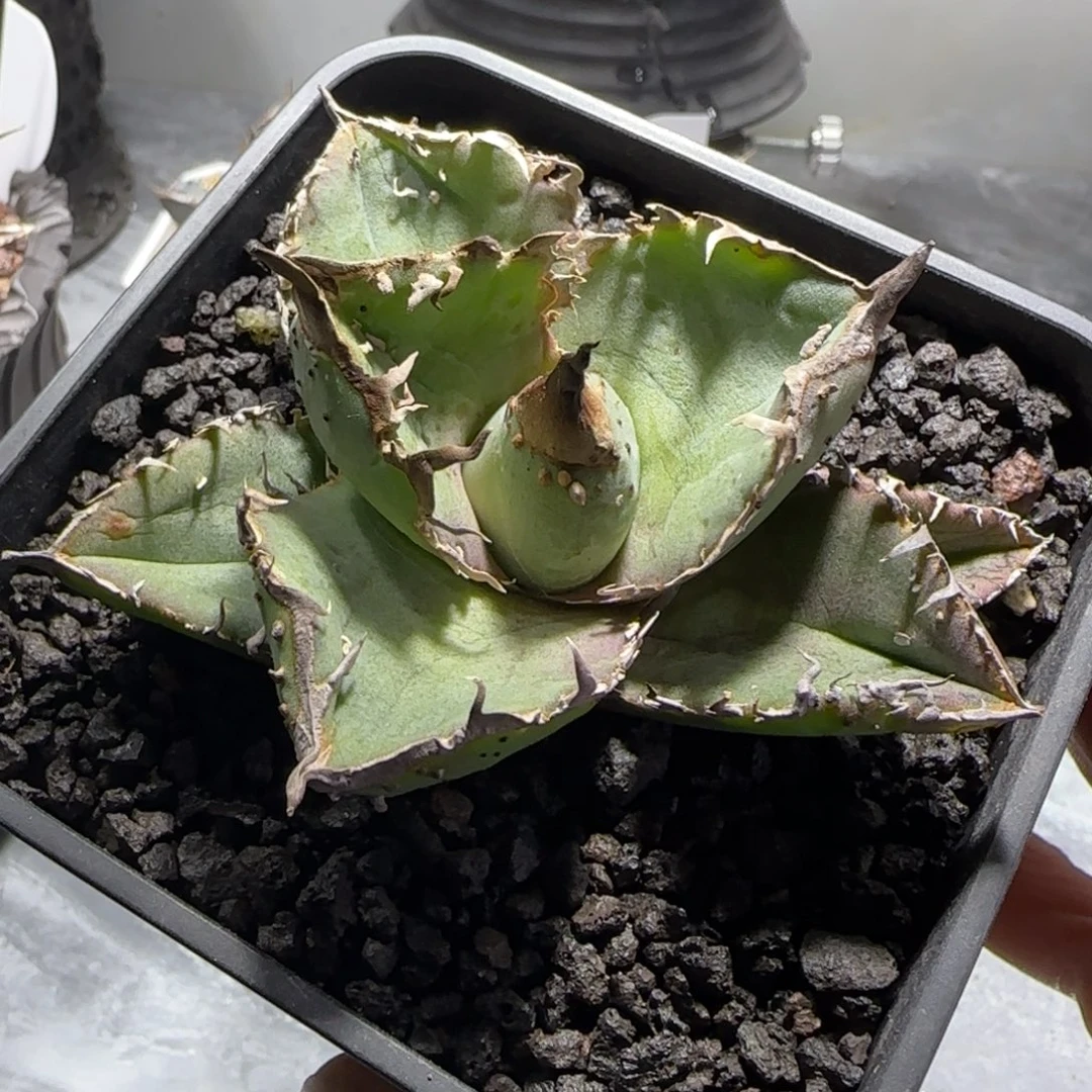 油猪仁王冠龙舌兰