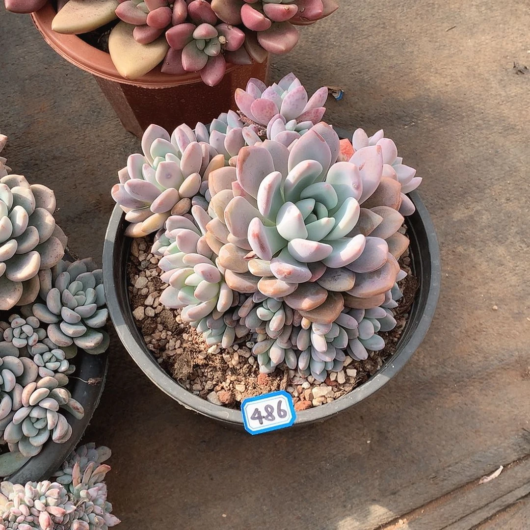 486奥橙 一物一拍多肉