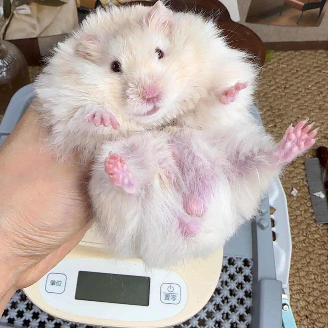 银灰金弟弟9.08生日