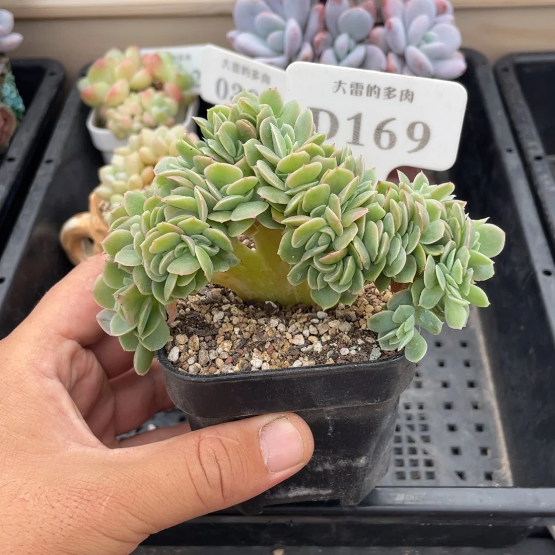 169星娜塔缀不带盆11厘米底切