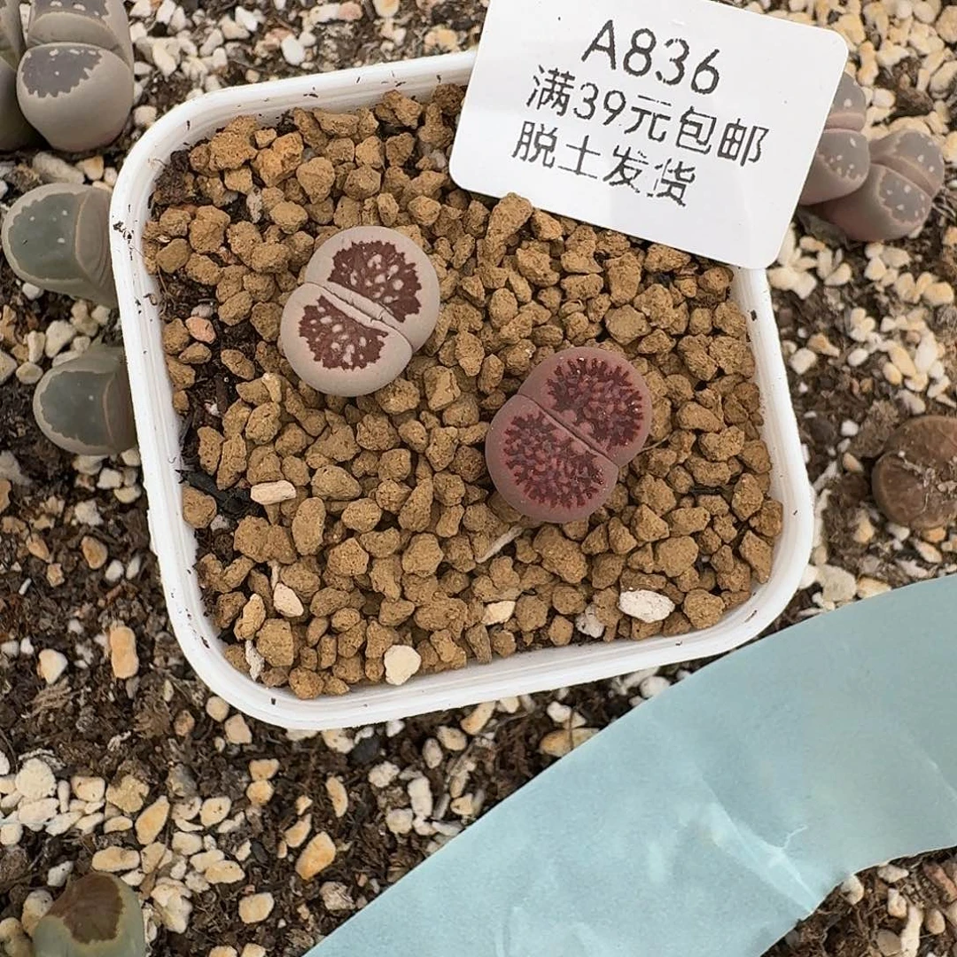 836多肉哈哈哈哈哈