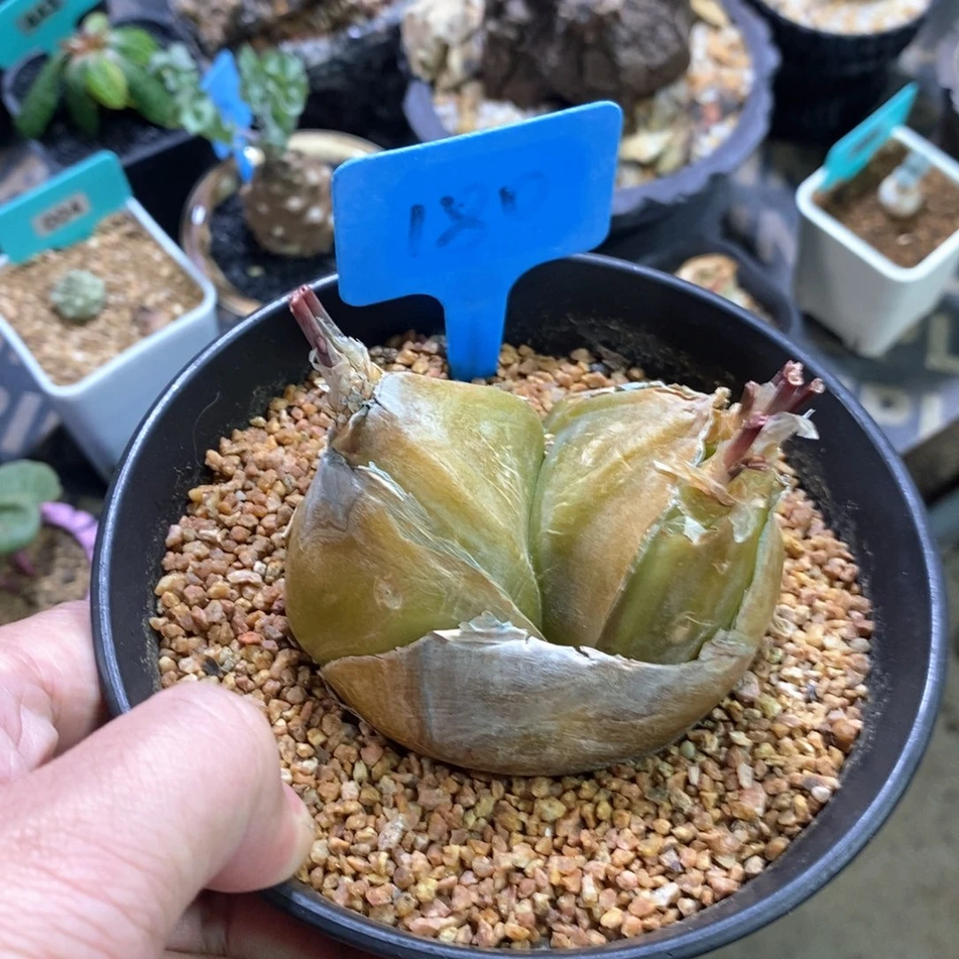 安哥拉苍角殿多肉植物