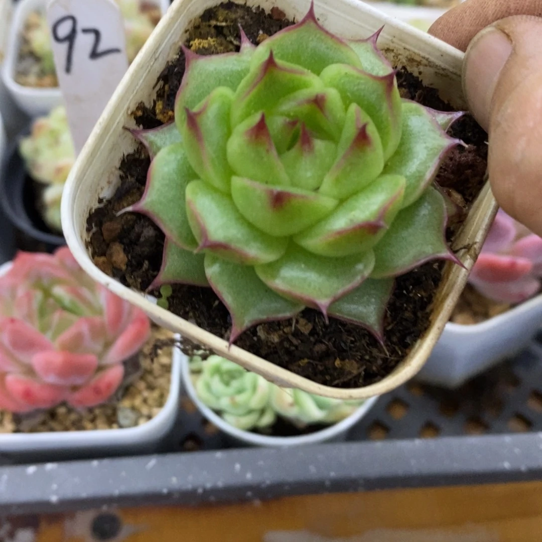 精品多肉一物一拍不包整255