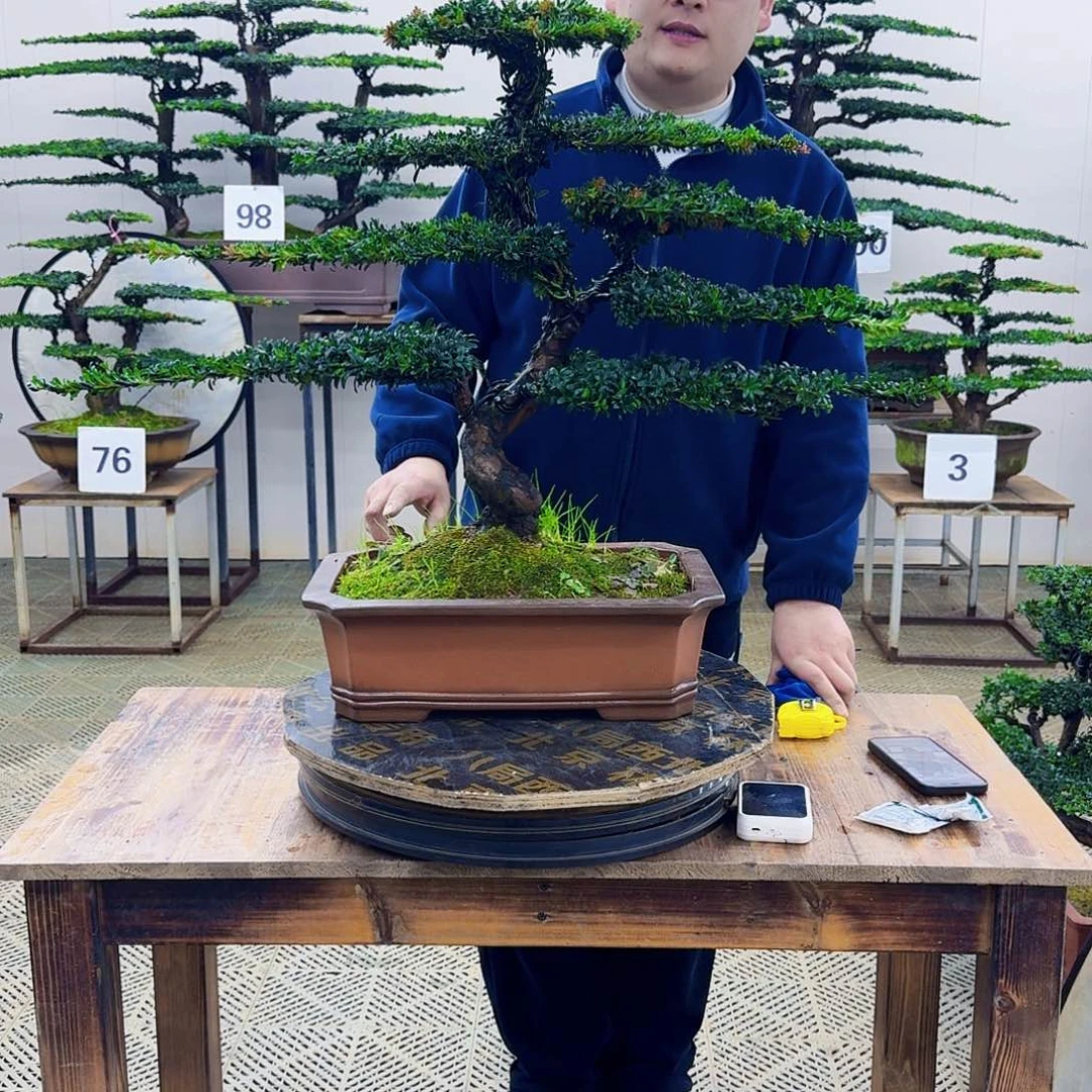 无花朵珍珠红芽罗汉松造型盆景