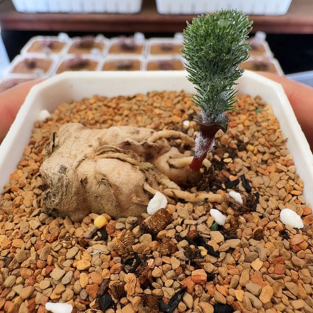 多肉植物福利肉锥雾冰玉247