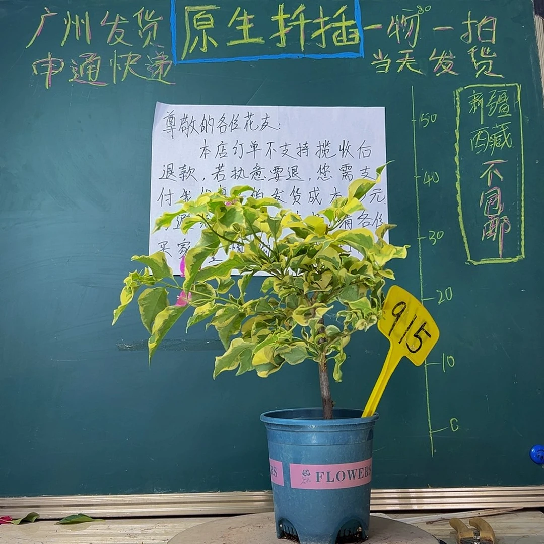 当前无花栽培后可以开花金边宫粉915