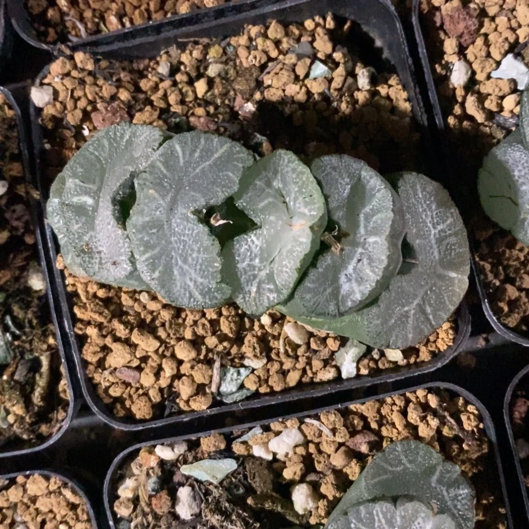 一颗牛逼玉扇 高货