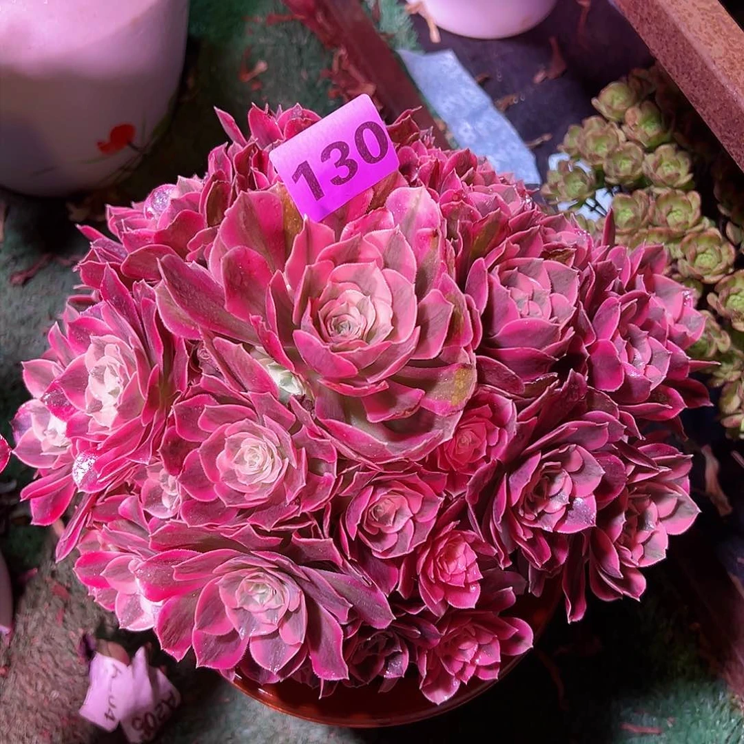 130粉女郎法师多肉