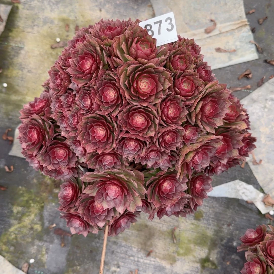 安****管873多肉植物桃花