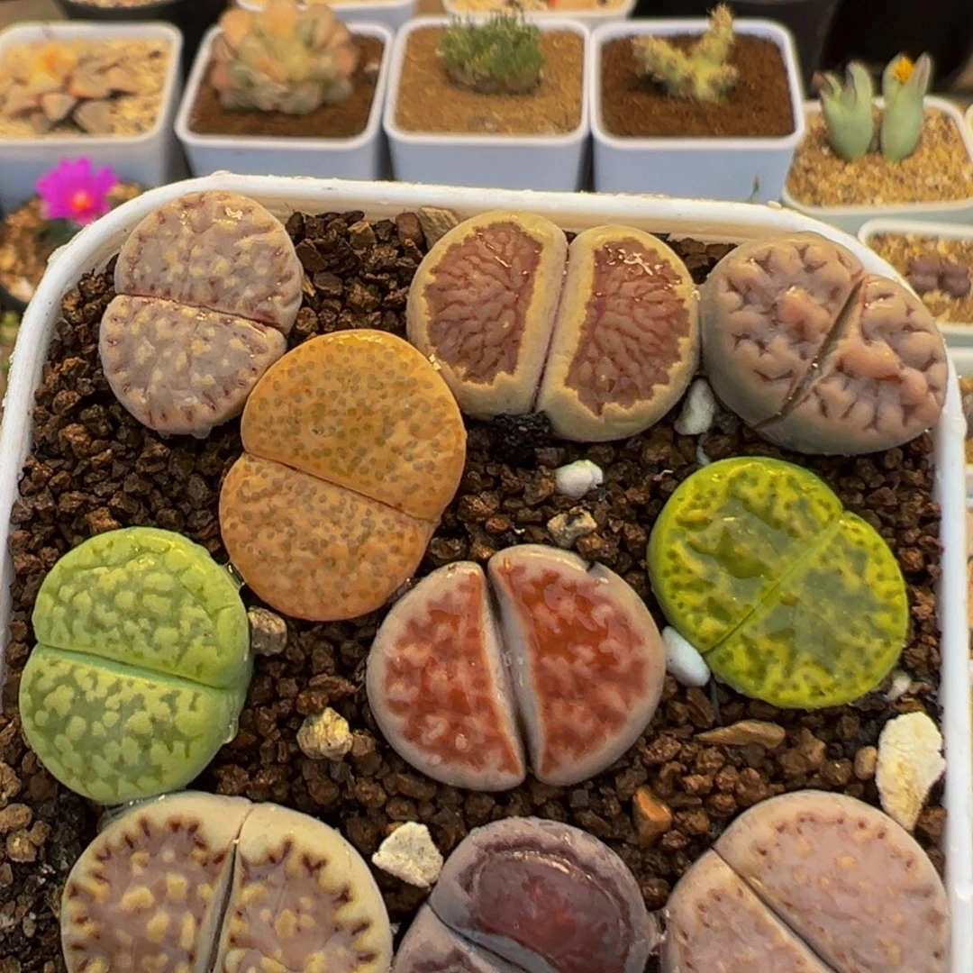 95多肉植物百科植物