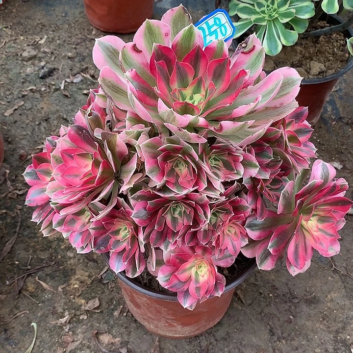 多肉植物粉女巫1258