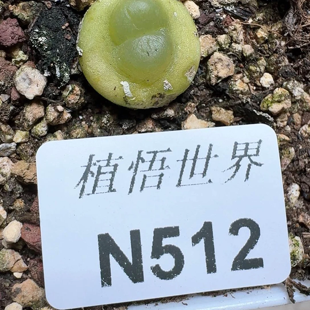512号多肉植物c g