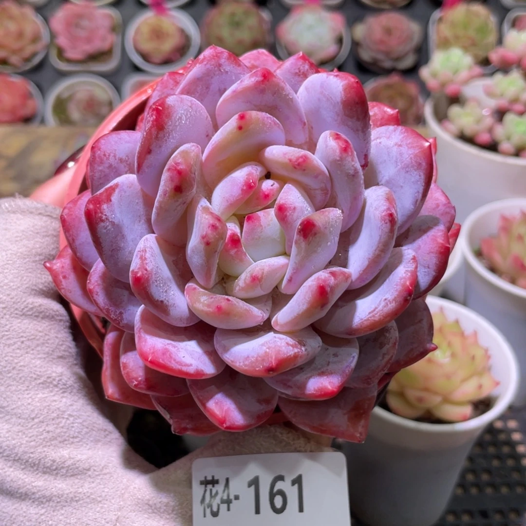 花利美4-161橙梦露