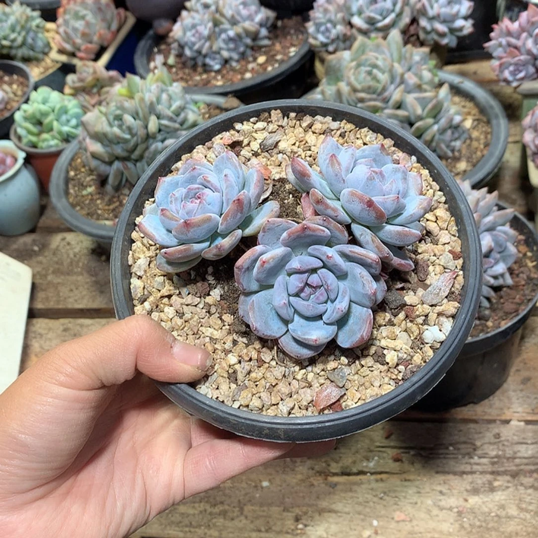 视觉哈哈哈哈哈哈哈哈