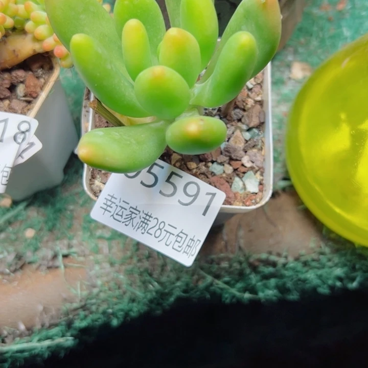 幸运的是你还在等我