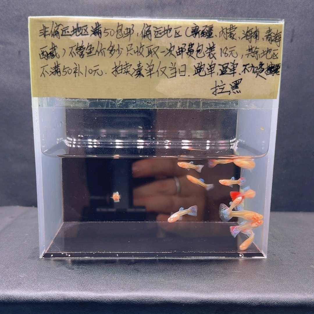 孔雀鱼苗子十条孔雀鱼