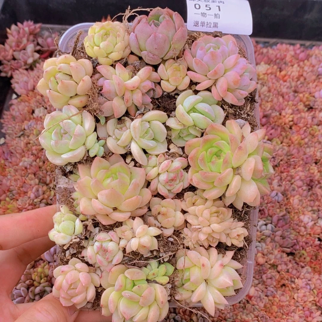 51多肉一物一拍链接