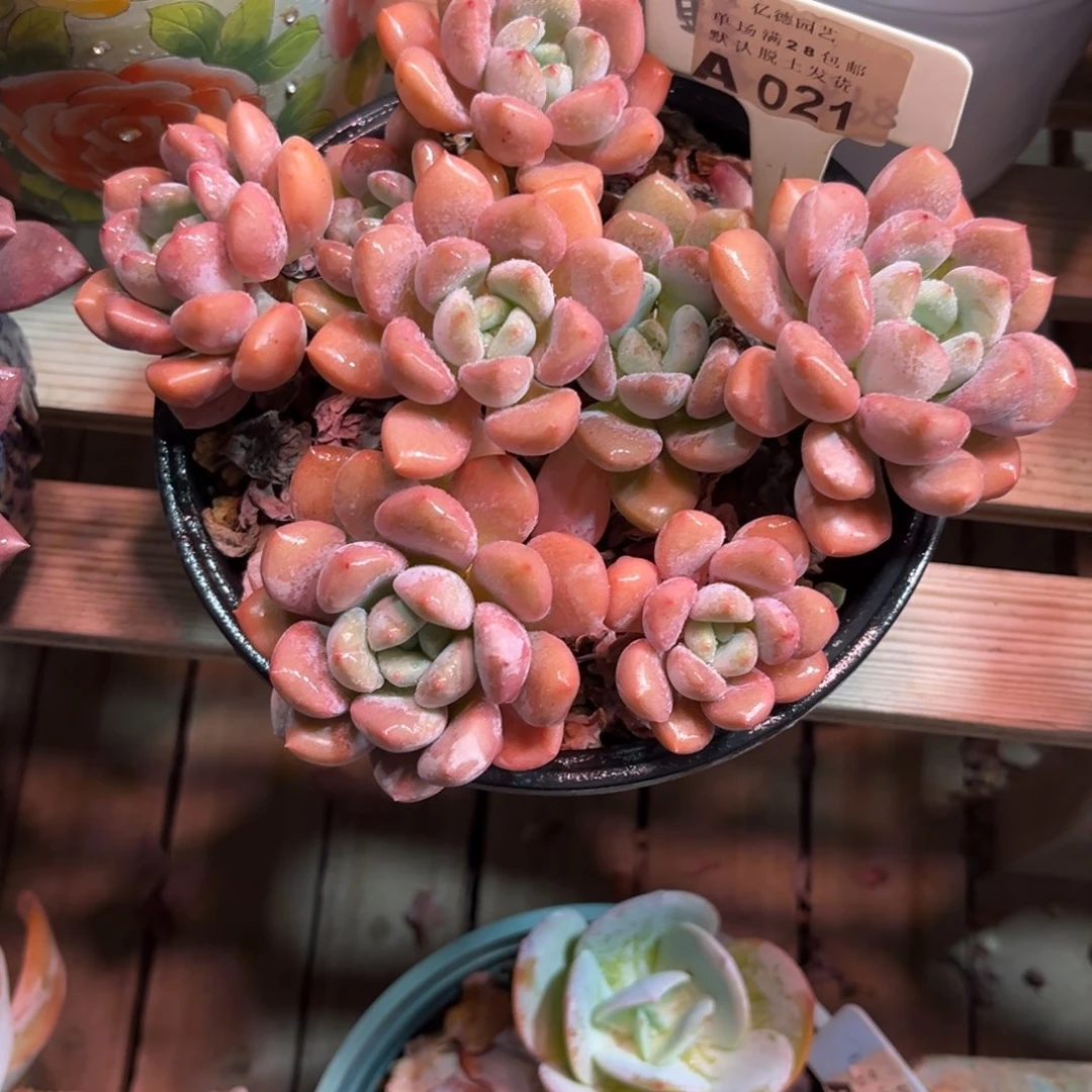 白鹭多肉植物yibbujub