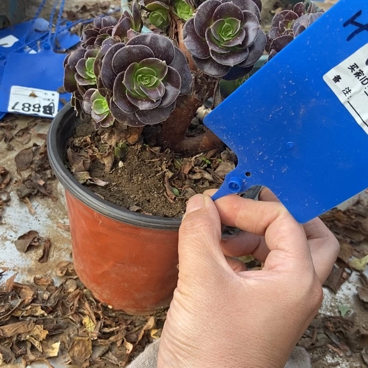 襄***发898欧紫缀化老桩老