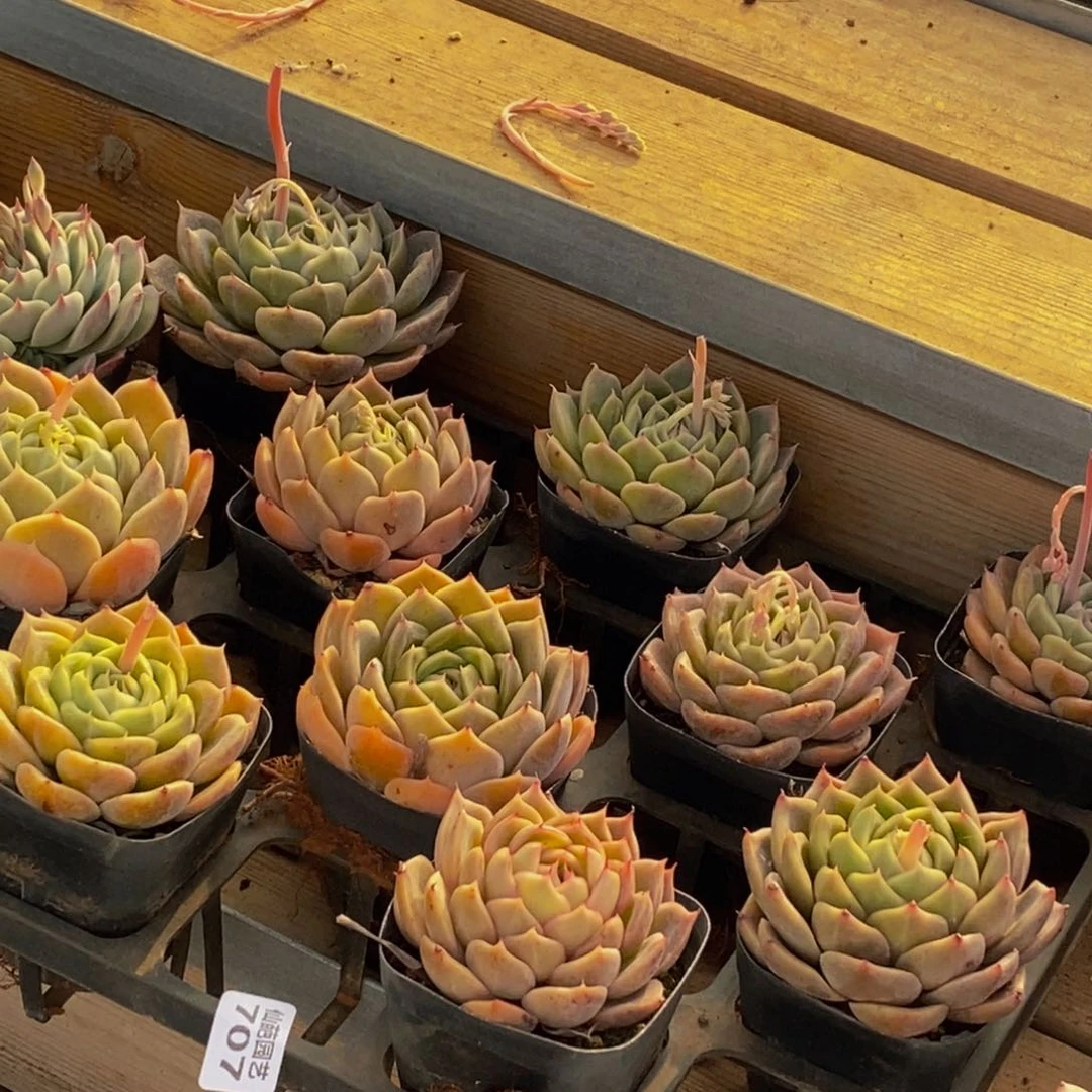 707多肉植物保护研究所所长助理