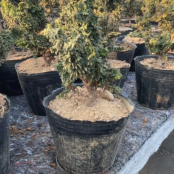 无花朵X14;)&@);;?$&&