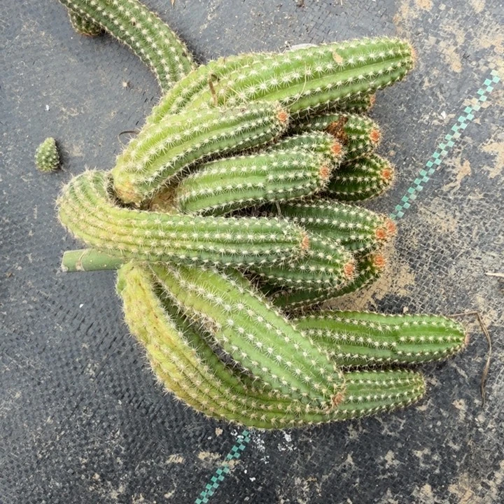 白檀仙人掌群生一群427