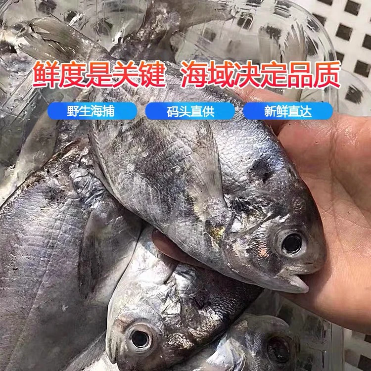 神泉本港肉鲳南鲳鱼广东包邮当天杀好发货5斤到手一包400克