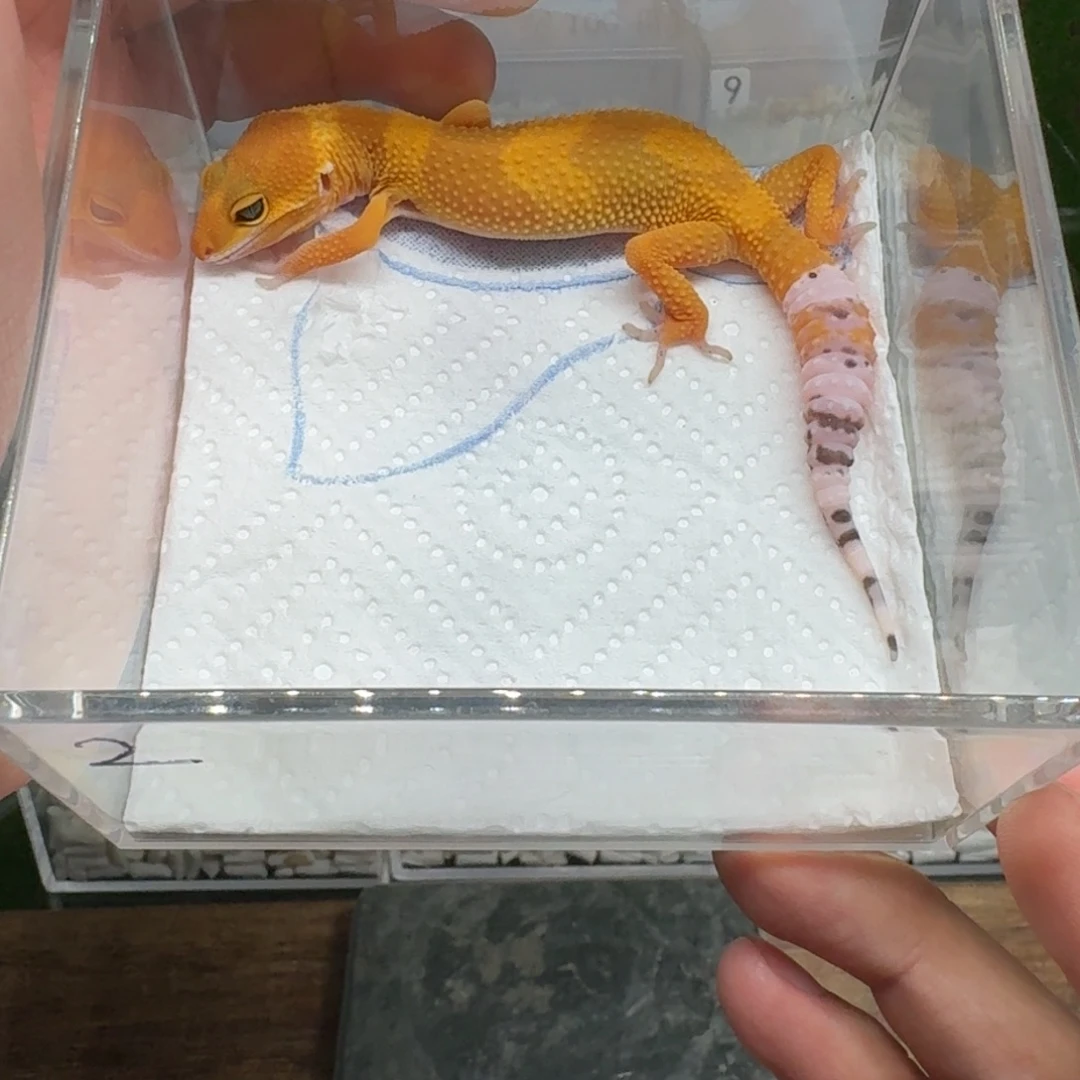 豹纹守宫豹纹守宫 蜜橘 母