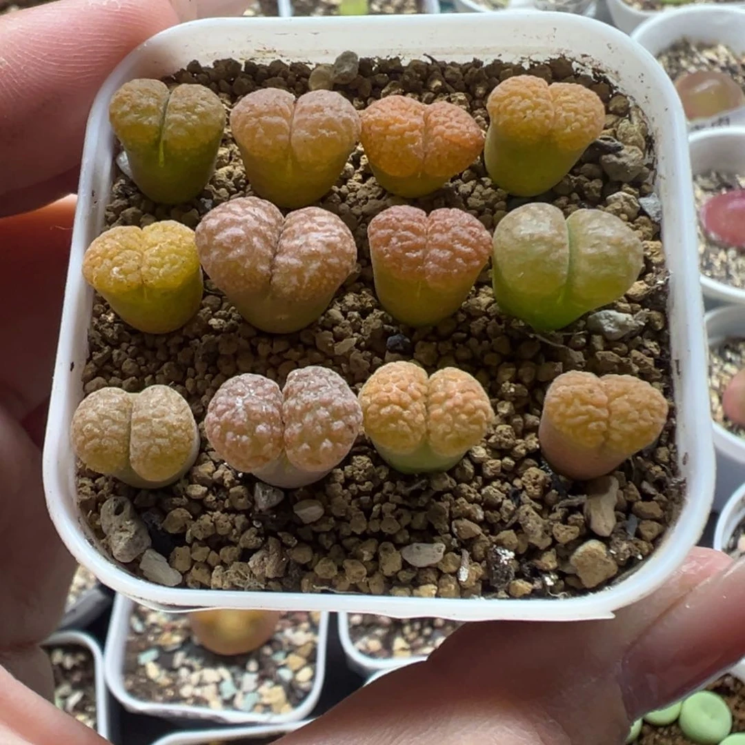 349蛋糕风铃裸根发货