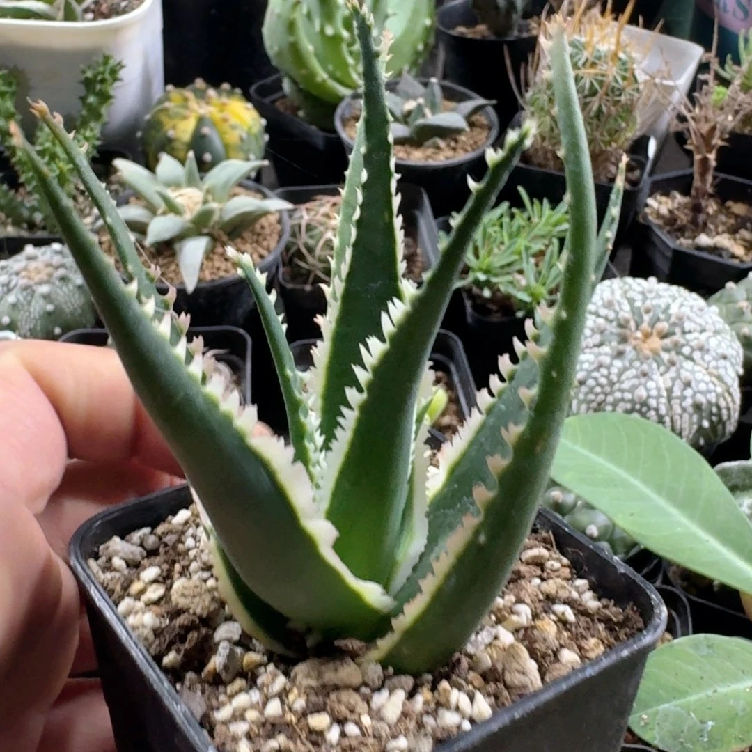 475狼牙芦荟脱土发货