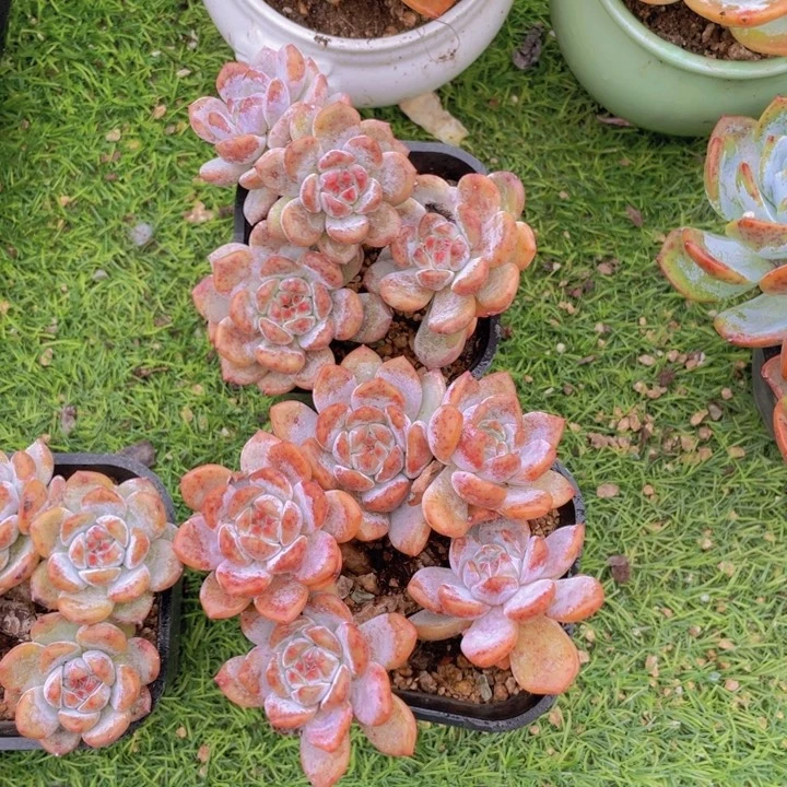 石榴籽星影两颗 金孔雀