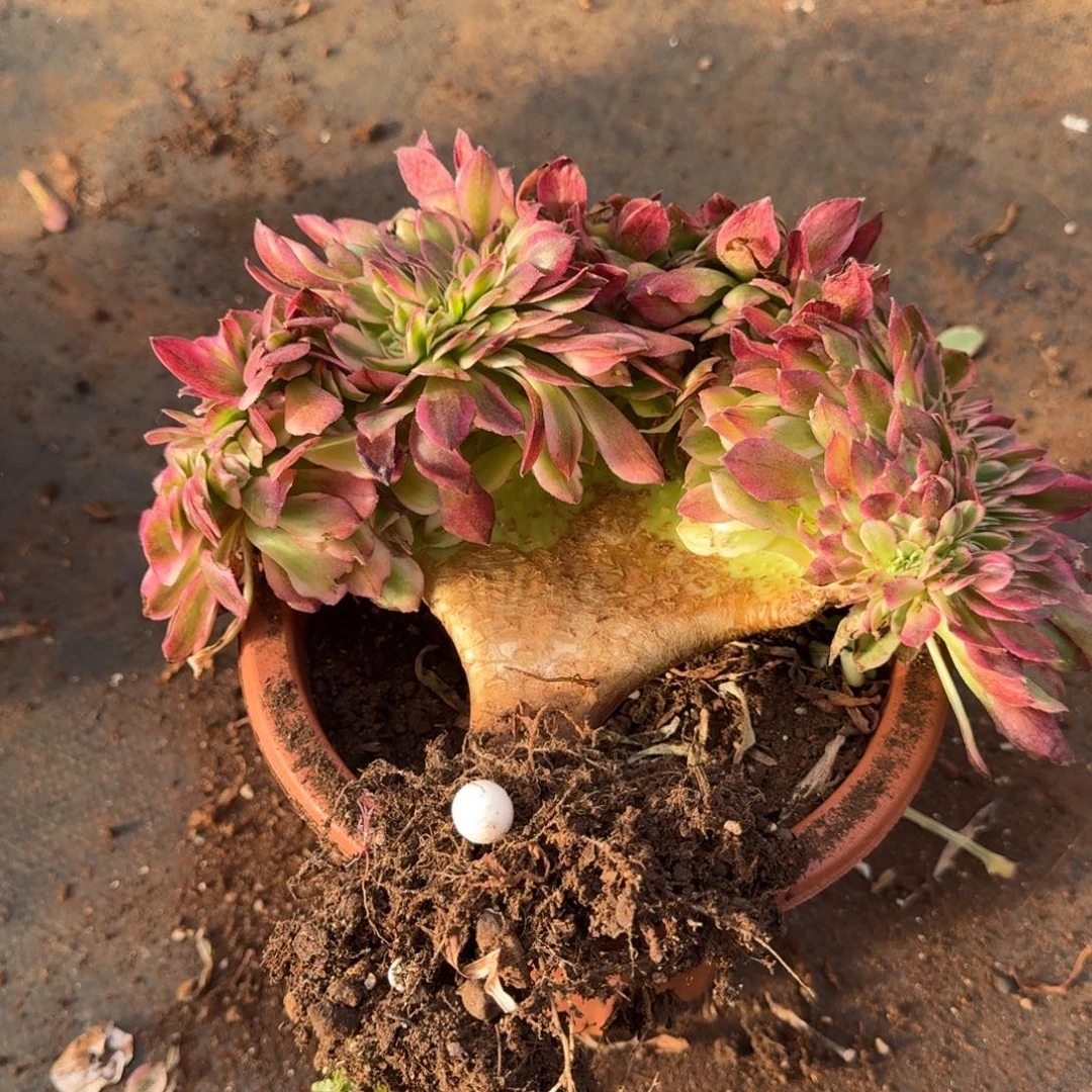 9荔枝缀化多肉植物满28包邮