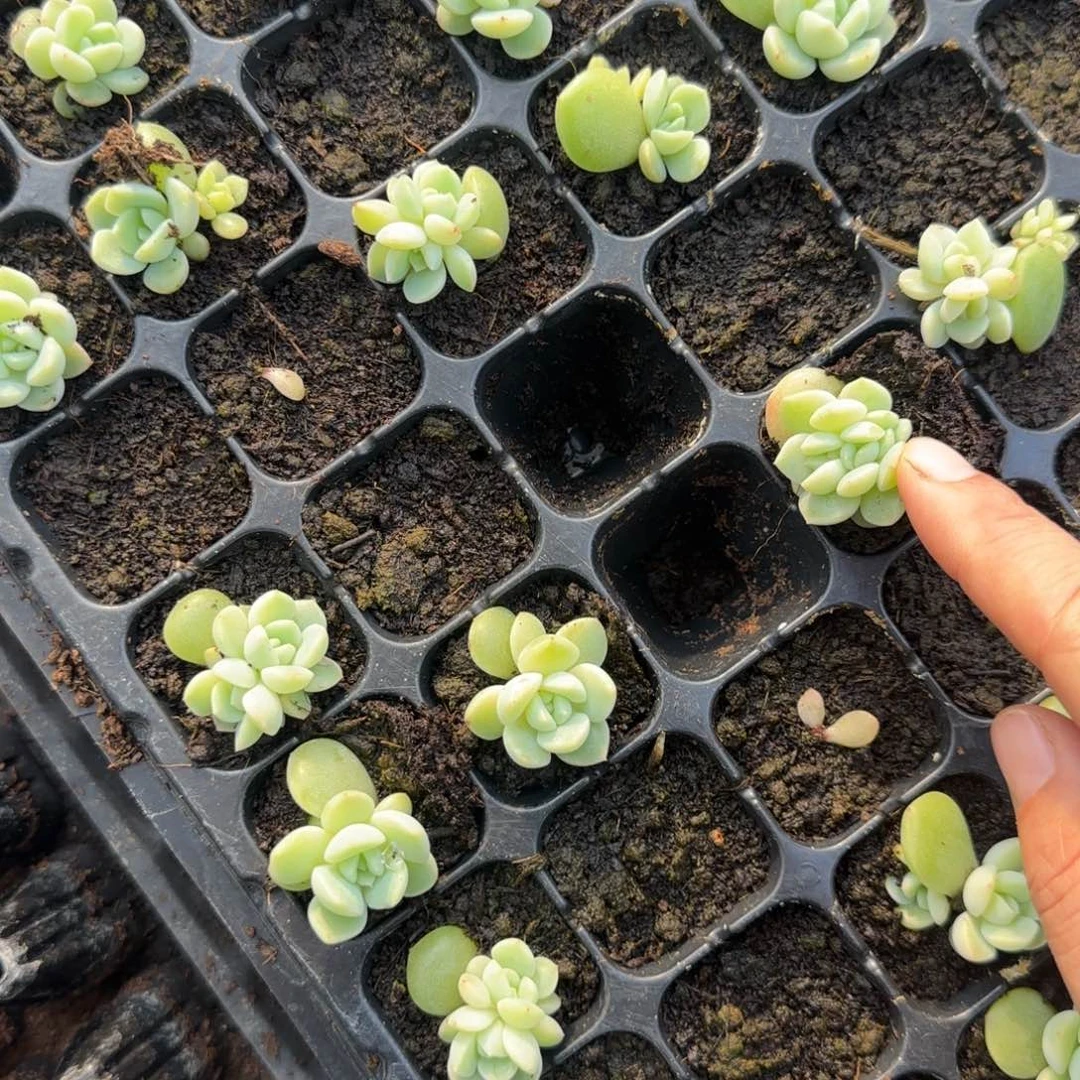 阿宝 穴一个床满25包邮