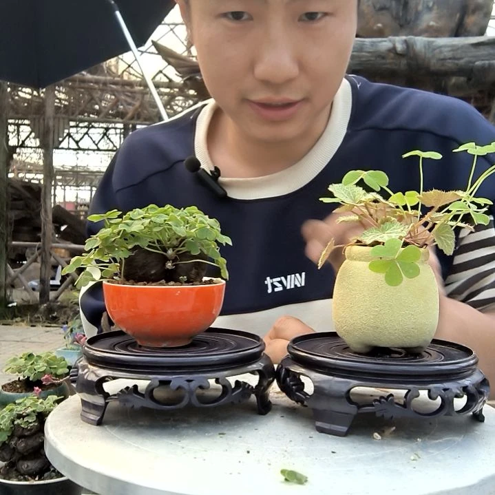 m**e小盆景小植物一物一拍96