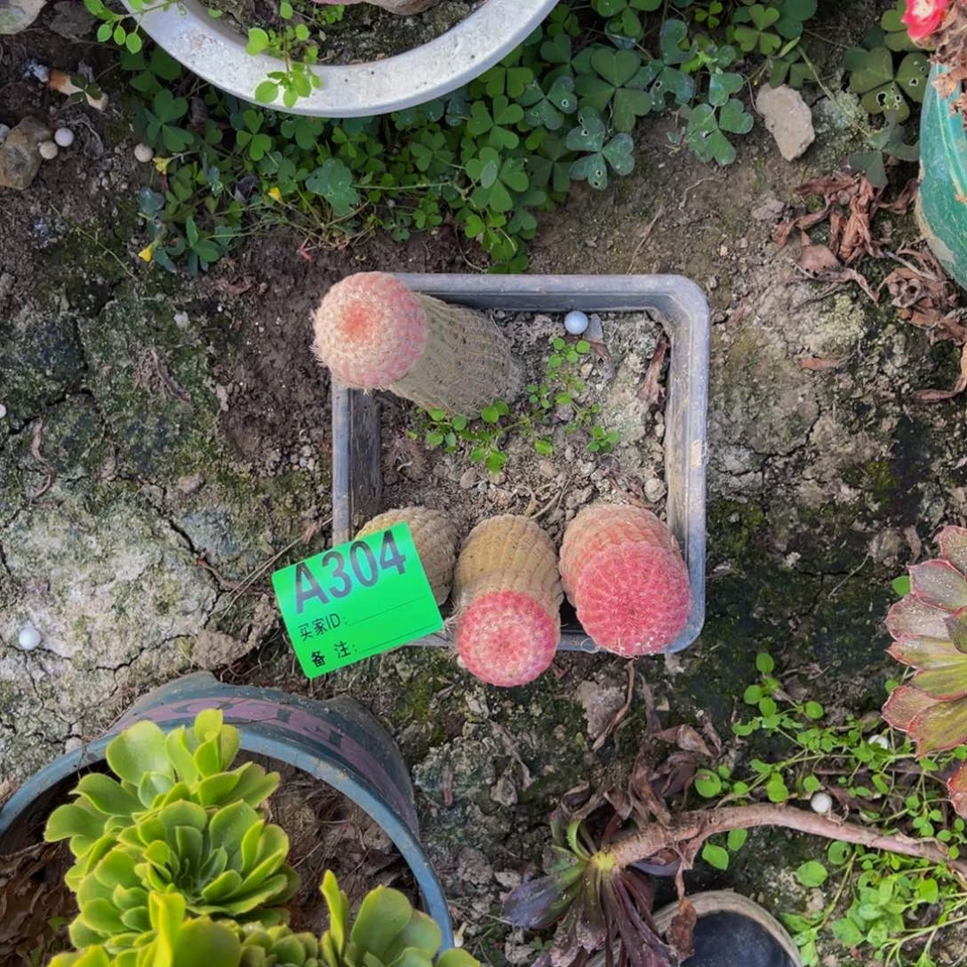 红太阳法师朵朵5-2