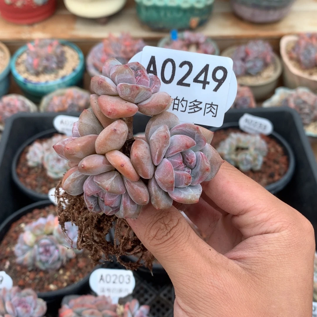 蓝***肉A0249 特价突尼斯 有砍 7cm