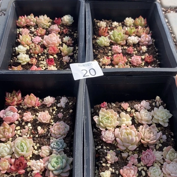 20 多肉植物盆栽花卉