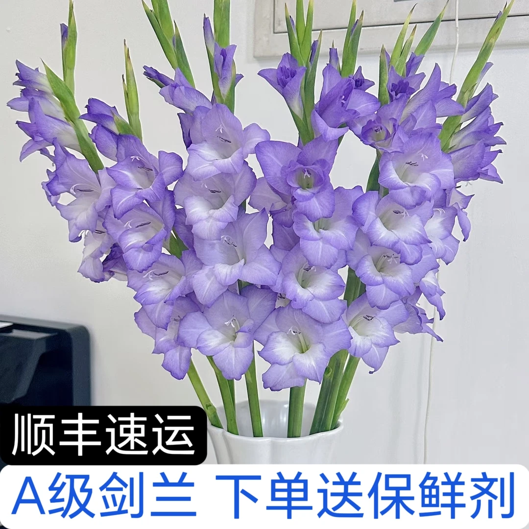A级紫色剑兰水培鲜切花唐菖蒲云南鲜花基地直发
