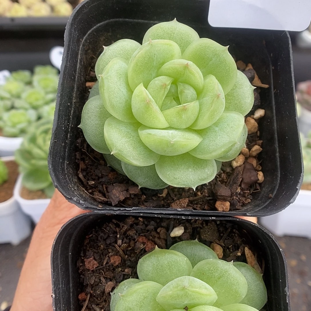 一物一拍一物一拍925-168