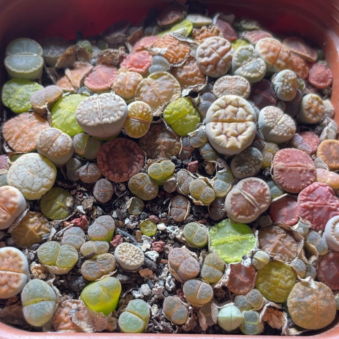 今晚大盆特价更新～26