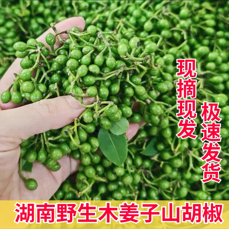 现摘湖南新鲜木姜子野生山胡椒山苍子酸汤鱼火锅木姜油下饭菜原料